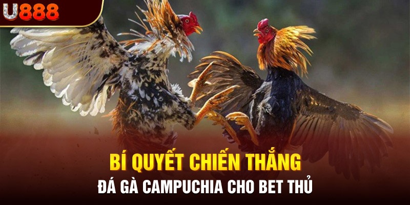 Mẹo xương máu giúp anh em kê thủ luôn thắng khi chơi đá gà campuchia